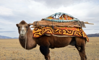 13) A camel loaded with the wooden frame for a gear . ] Brad Ruoho
