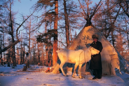 Tsaatan & reindeer Nomadic tribe with +-200 individuals left who still live in teepees Taiga Forest Northern Mongolia